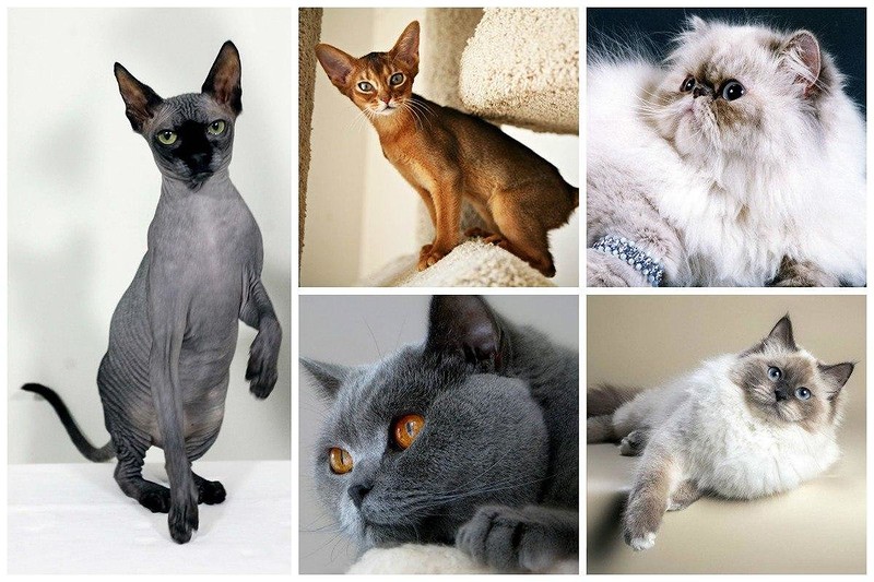 Спокойная порода кошек для квартиры. какую породу кошек выбрать для квартиры: подборка лучших представителей