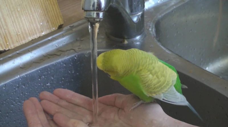 Советы, как правильно купать волнистого попугая