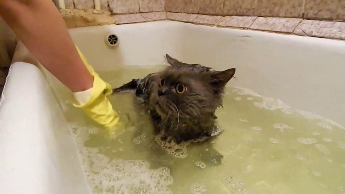 Можно ли мыть котенка в 2 месяца. когда можно купать котенка первый раз.