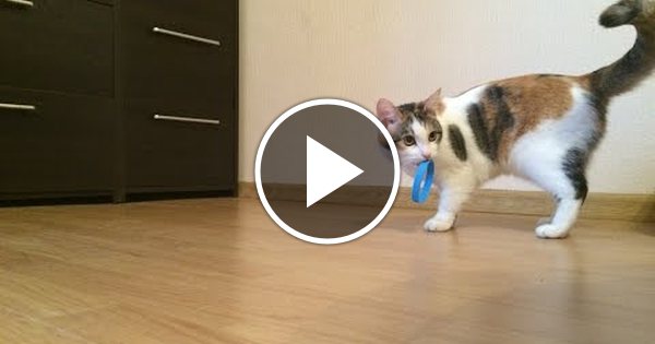 Как дрессировать кошку и кота?