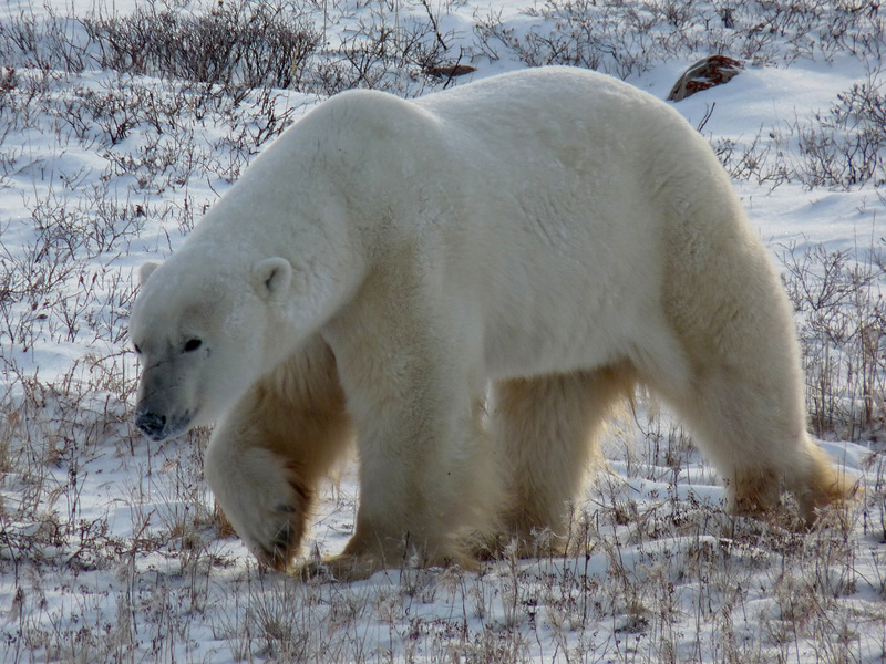 Белый медведь – видео, описание, где живет, чем питается
