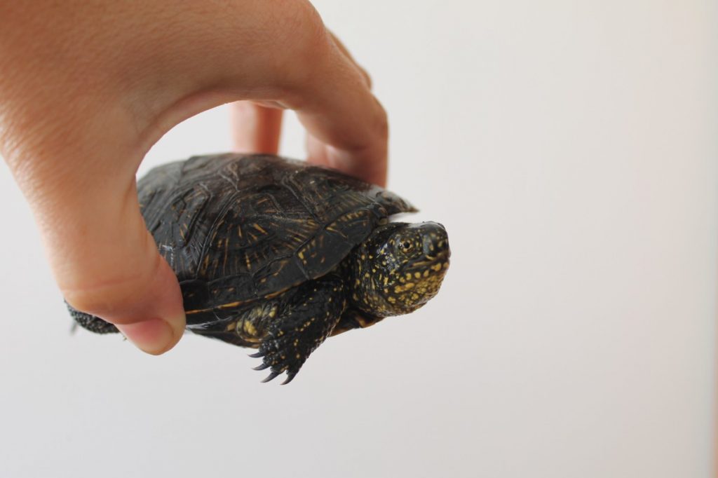 Европейская болотная черепаха в домашних условиях: как содержать, уход, чем кормить. что едят речные черепахи, чем кормить в домашних условиях
