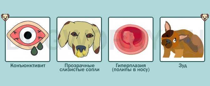 Собака чихает и фыркает, чем лечить: сопли, насморк и кашель