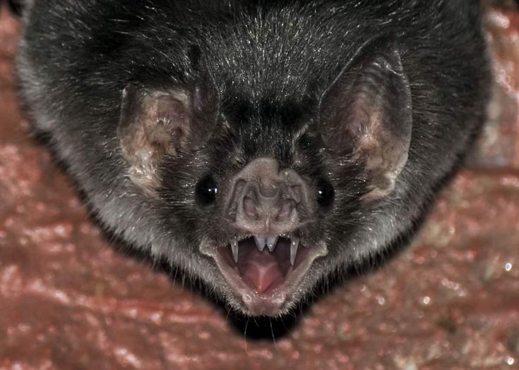 Виды летучих мышей: вампир, белая, фруктовая, свиноносая, бульдоговая и другие