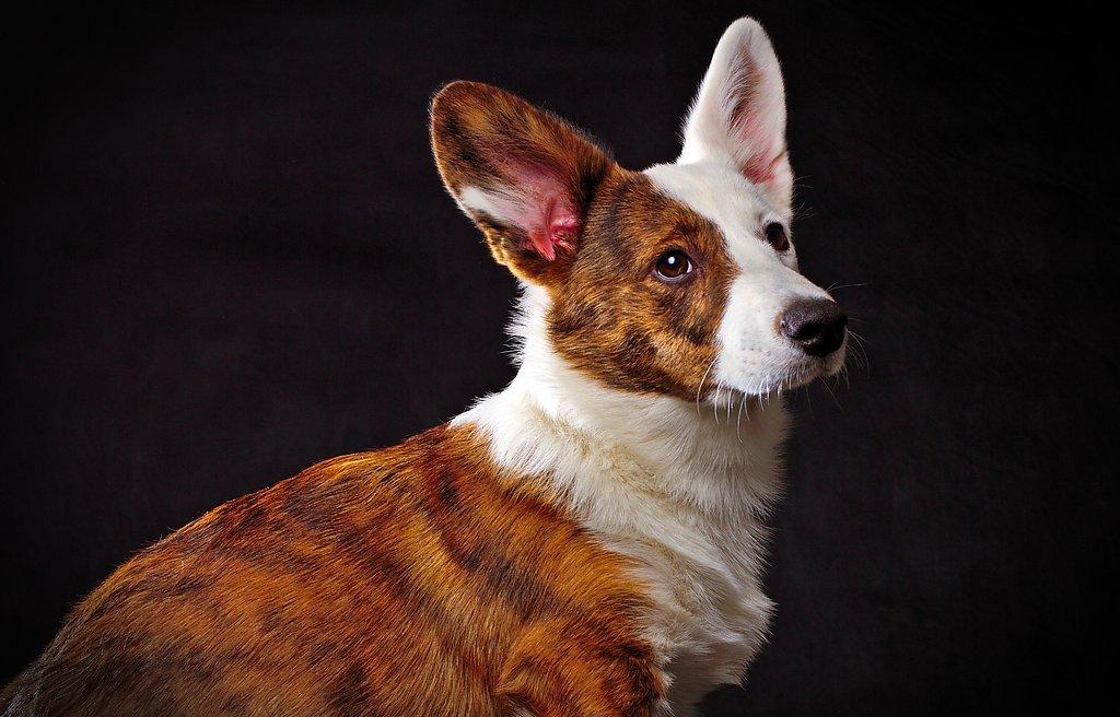Собака корги: описание характера породы и сколько стоит щенок
