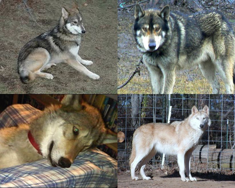 Смесь чихуахуа и шпица: описание породы собак