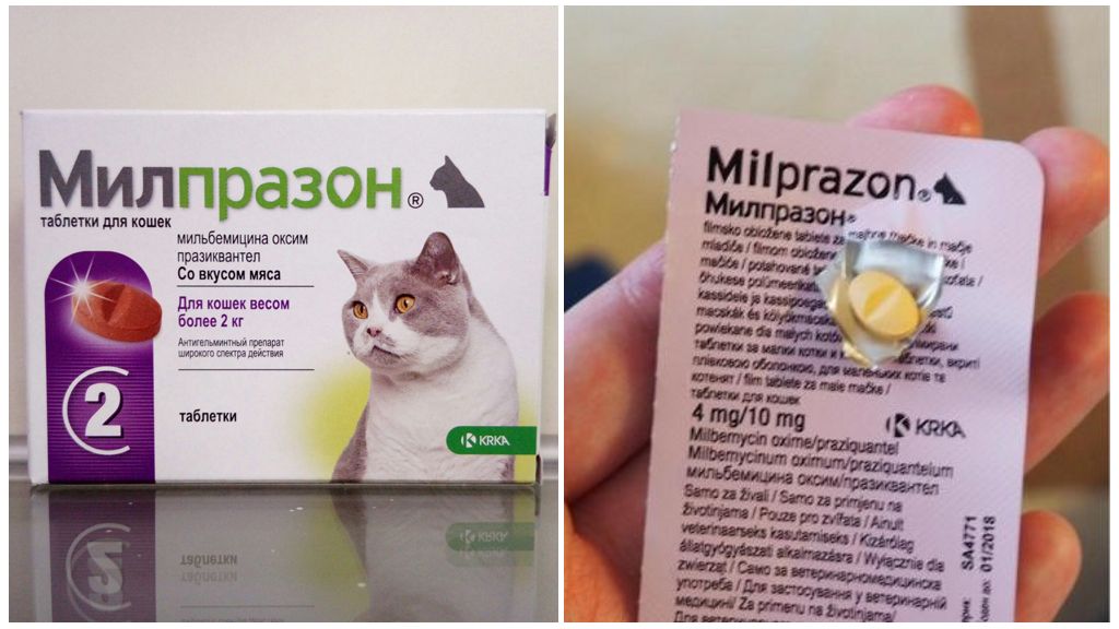 От чего лечит милпразон для кошек
