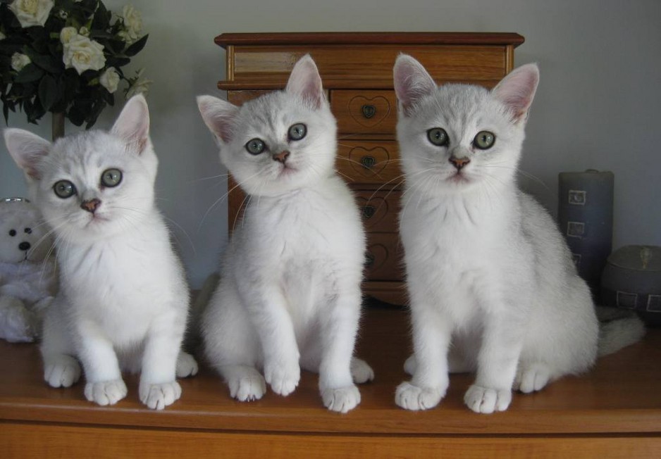 Бурмилла (44 фото): описание характера короткошерстных и длинношерстных кошек породы бурмилла, особенности котов рыжего и другого окраса