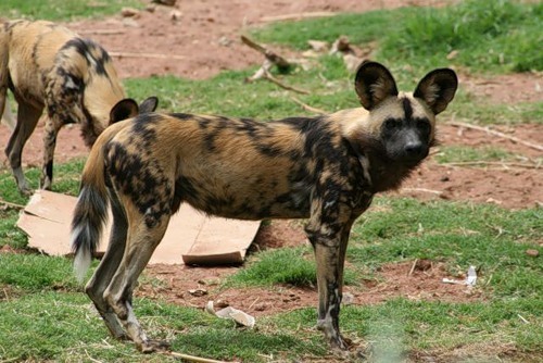 Гиеновая собака. образ жизни и среда обитания гиеновой собаки | животный мир