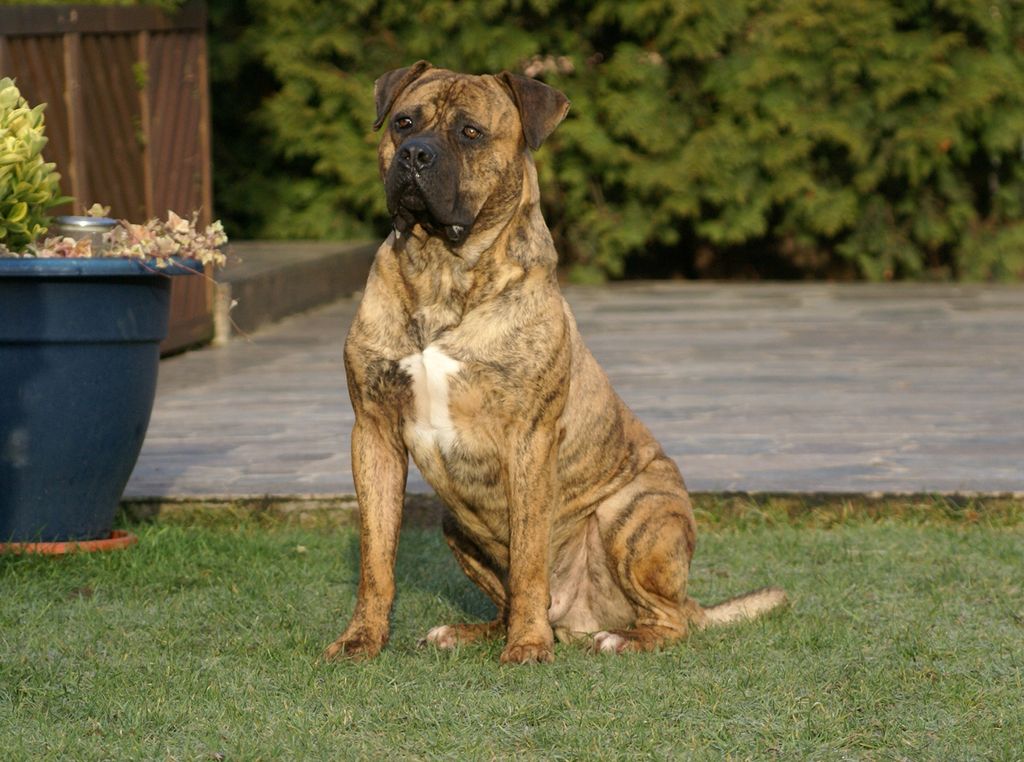 Аланский дог — фото, описание породы, характер, здоровье собаки и прочее
