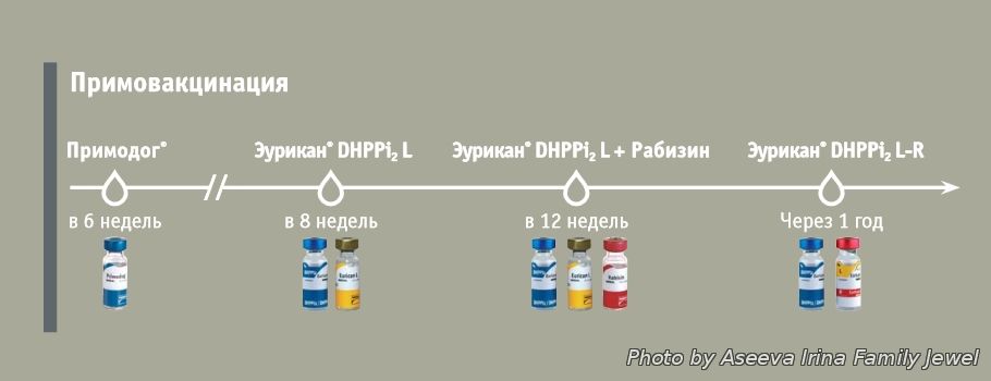 Прививка нобивак для щенков схема вакцинации