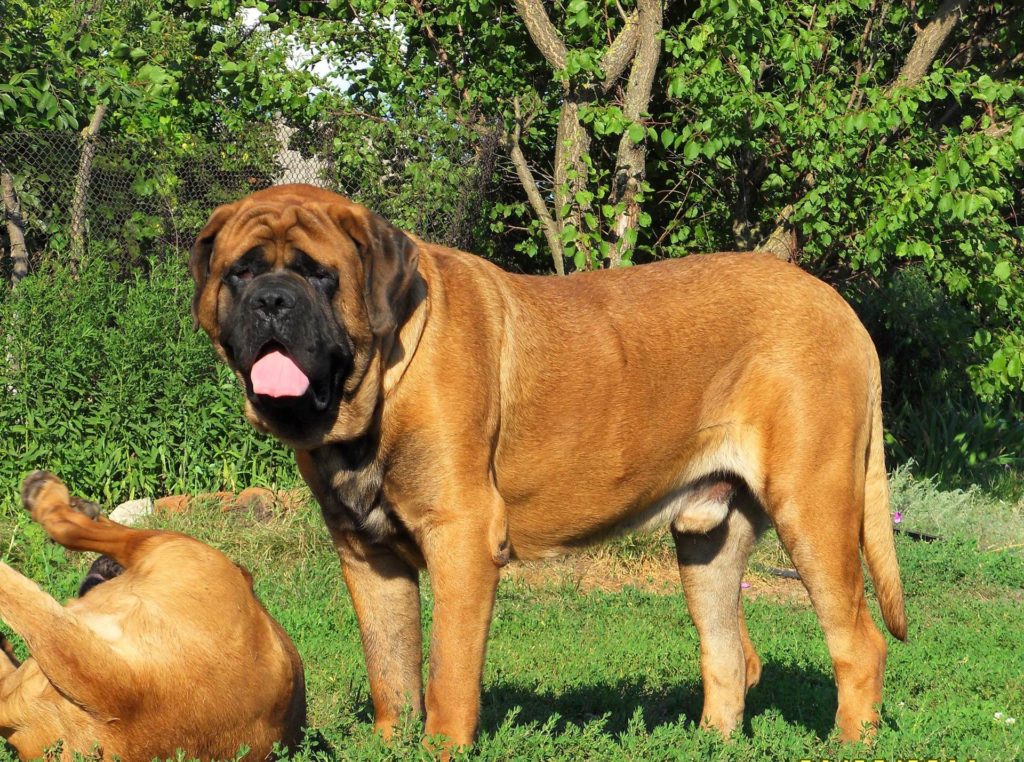 Самая большая собака в мире - смотрим на топ-10 гигантов