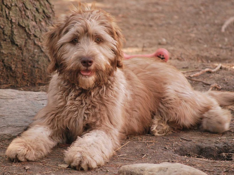 Лабрадудель (коббердог): описание породы собак с фото и видео
