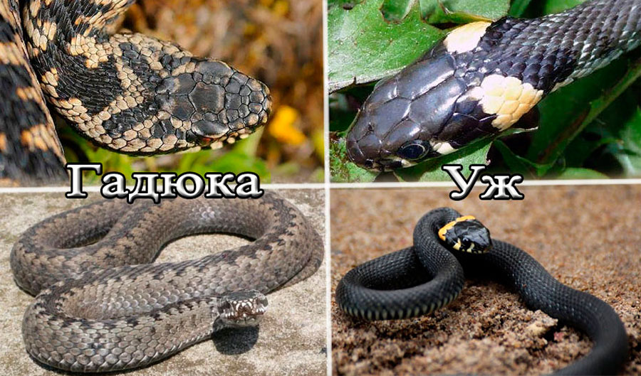 Виды змей (ядовитые, неядовитые, домашние): сколько их есть, описание, название с фото