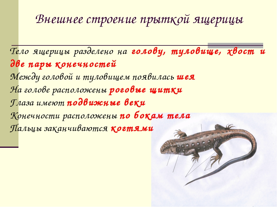 Лягушки: описание, виды, среда обитания, что ест, враги и образ жизни | планета животных