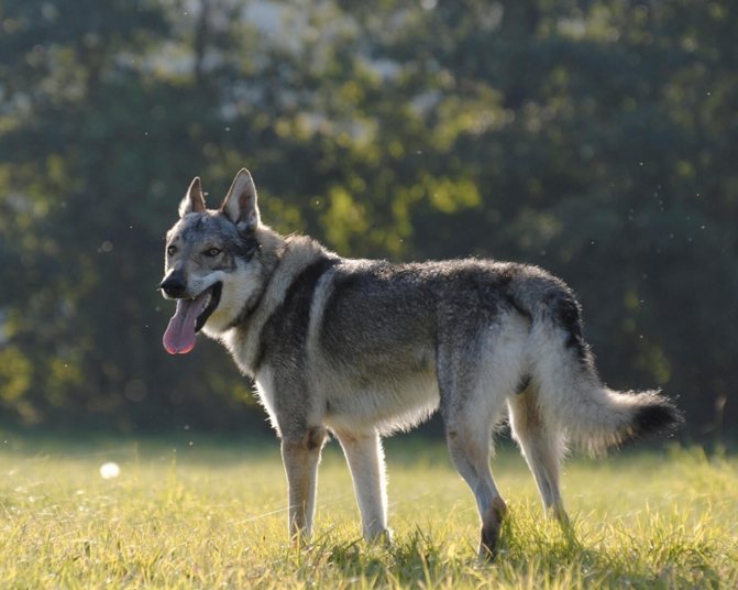 Фото чехословацкой волчьей собаки, чехословацкая волчья собака видео, дрессировка питомцев и отзывы хозяев