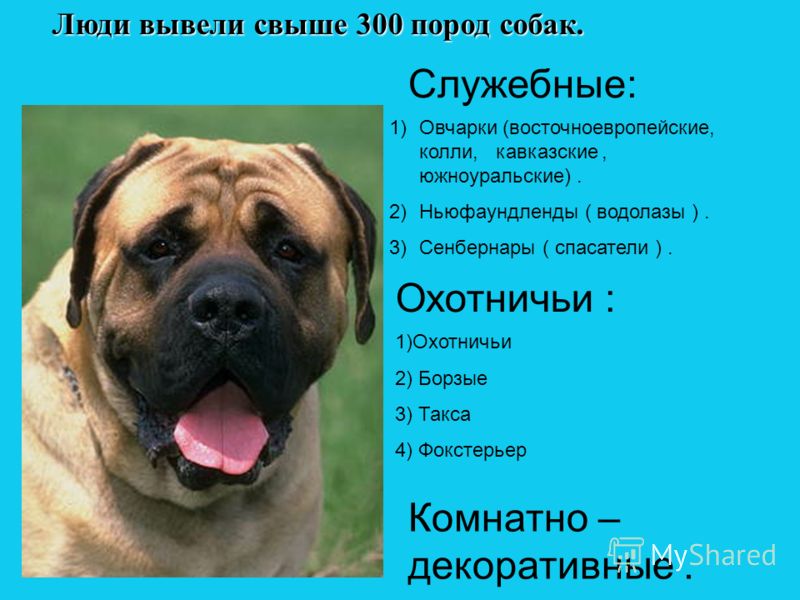 Бойцовские породы собак топ-20: описание с фото и названиями