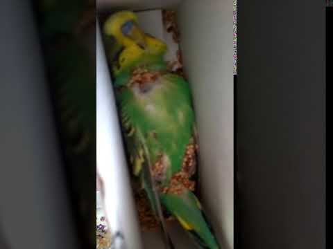 От чего может умереть волнистый попугай в домашних условиях