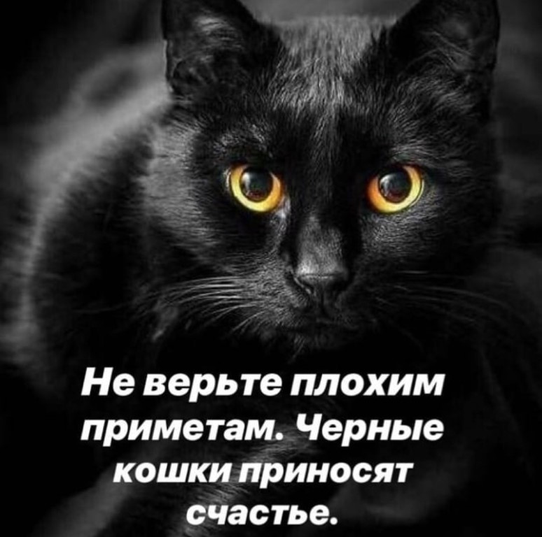 Приметы про кошек и котят. примета про черную, белую, серую, трехцветную кошку, до замужества. кошка пришла в дом — примета