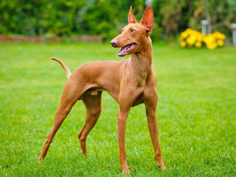 Характеристика собак чирнеко дель этна: особенности сицилийской борзой породы