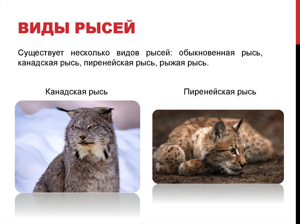 Проект красная книга рысь