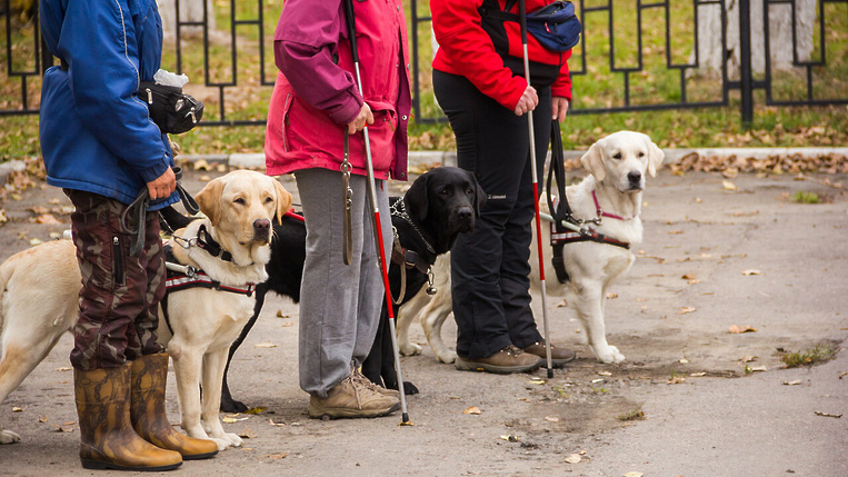 Собаки поводыри для слепых: лучшие пород и методы их подготовки