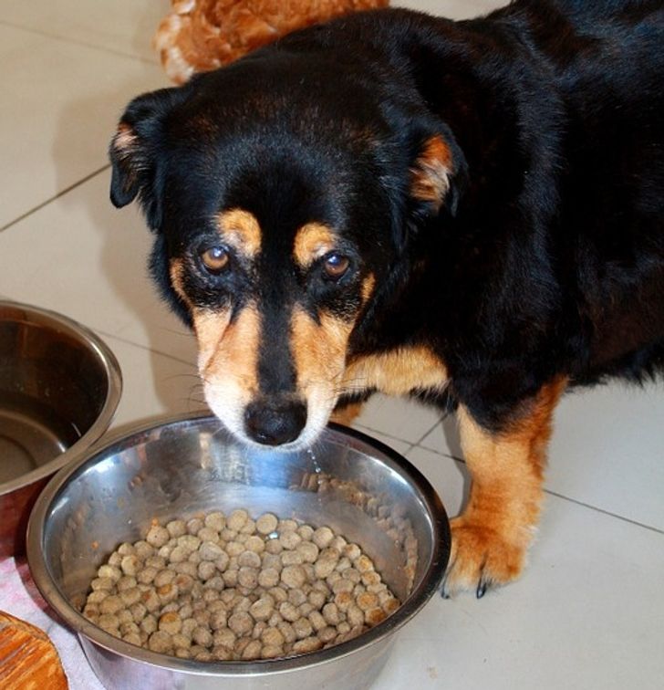 Почему собака не ест: возможные причины и помощь питомцу