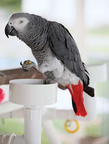 Жако: фото и описание серого попугая