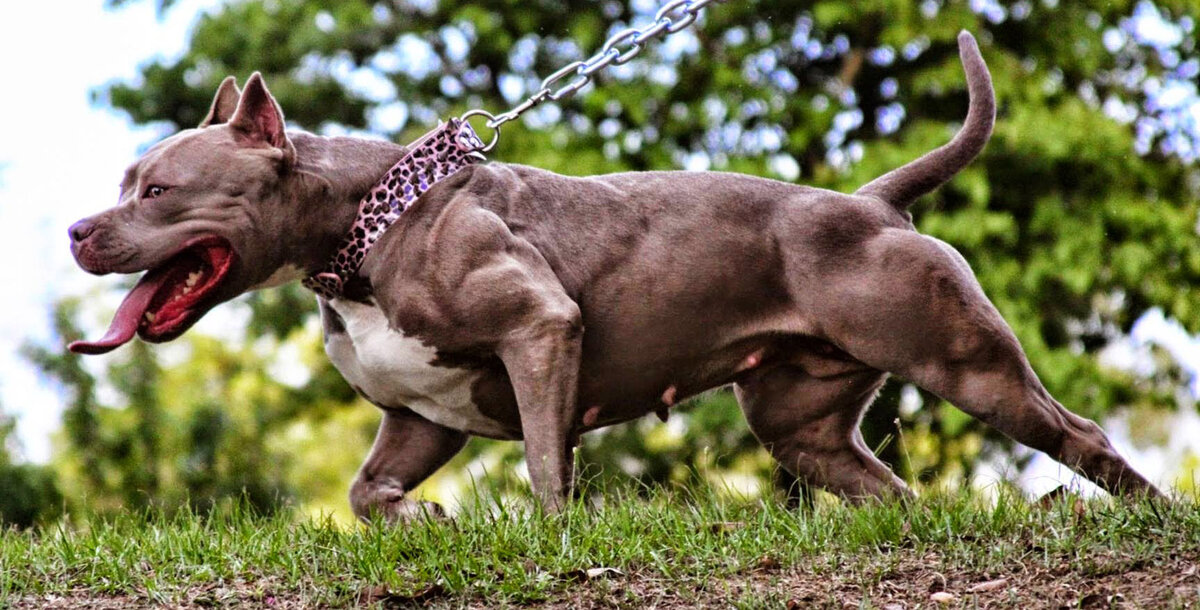 Самые опасные собаки в мире - топ 10, название пород с фото, описание случаев нападения на человека