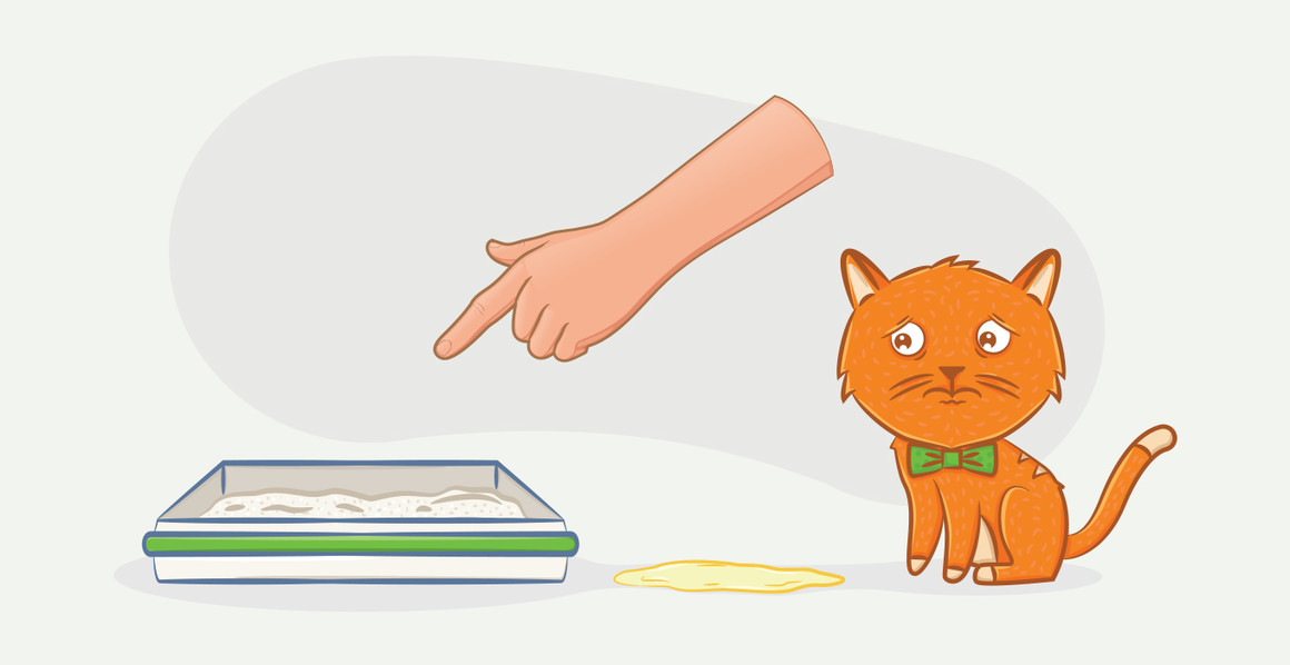 Как приучить кошку к лотку быстро и просто и не мучиться от запаха в доме