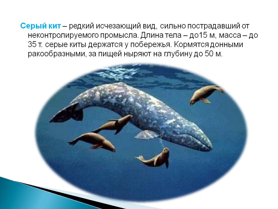Киты в морях россии: где обитают киты в россии и где можно посмотреть на китов в россии. факты о китах.