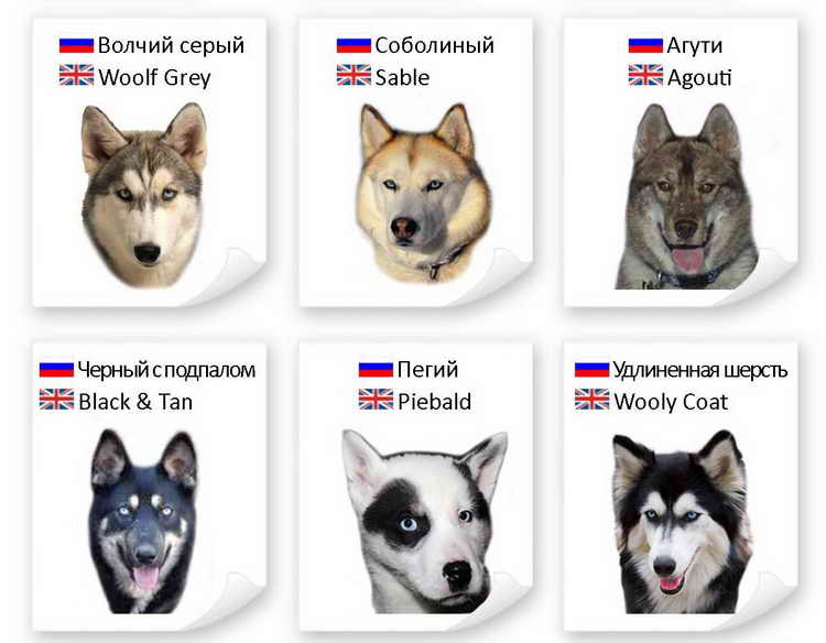 Хаски: характеристика породы собак, свободолюбивый «волк», трудоголик и просто красавец