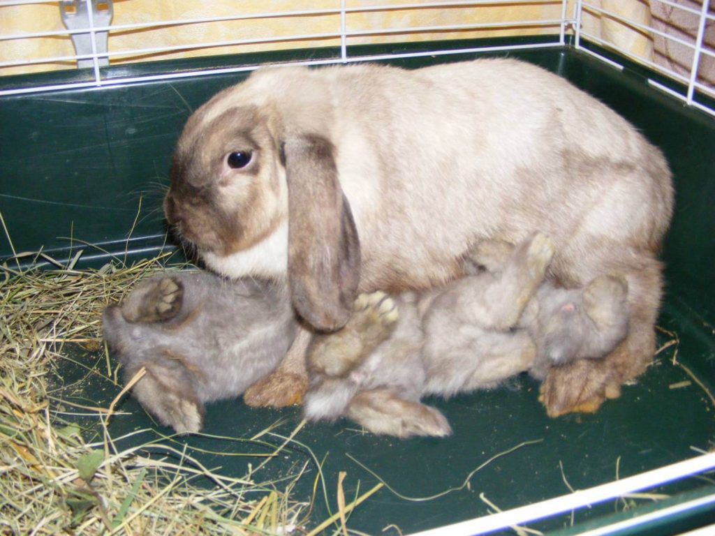 Сколько длится беременность у кроликов ? : признаки беременности у кроликов, поведение крольчихи перед окролом