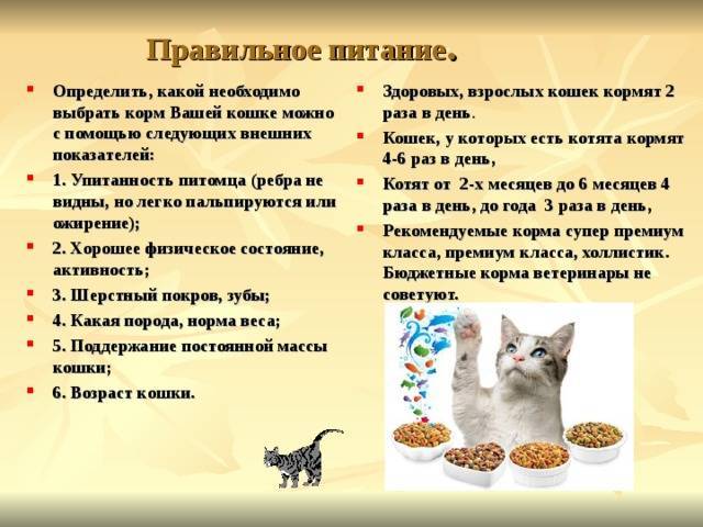 Рвота у кошек: виды, лечение и профилактика