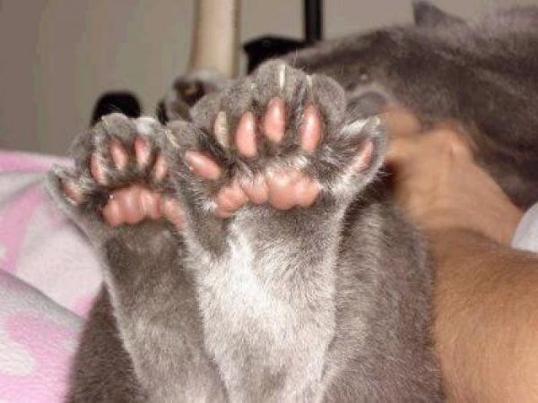 Полидактилия или сколько пальцев на лапах у кошки