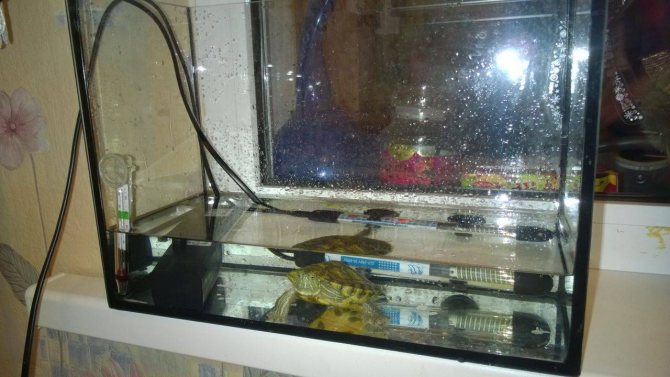 Допустимо ли использовать воду из под крана для аквариума в домашних условиях?