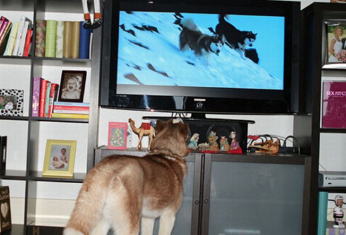 Что творится в голове собаки, когда она смотрит телевизор
