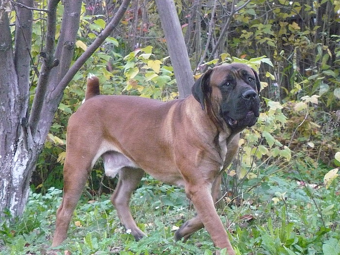 Бурбуль южноафриканский собака фото, цена, описание породы, отзывы