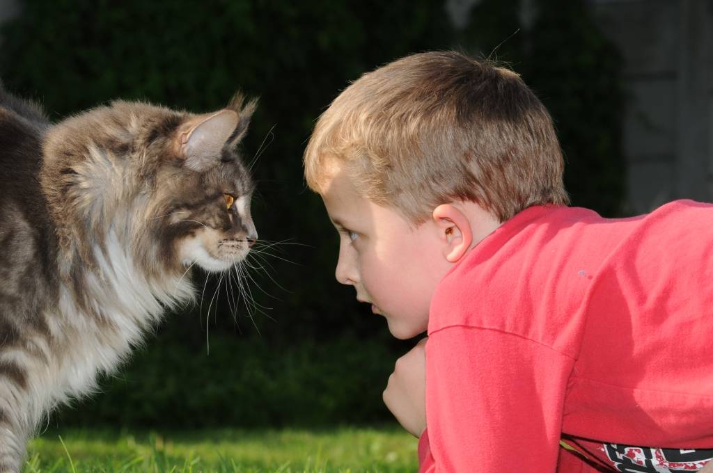 Кошки для детей: обзор лучших пород
