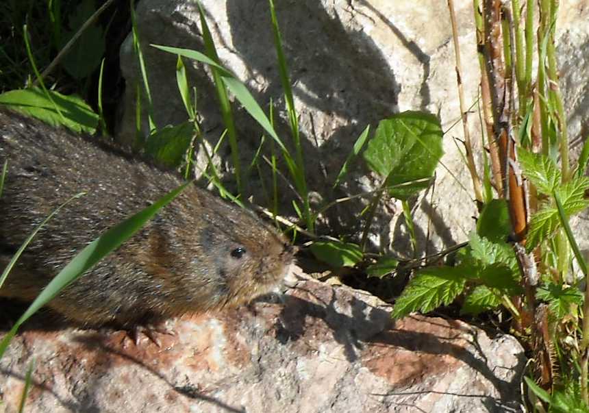 Разновидности водяных крыс. водяная крыса на огороде: как бороться с вредителем