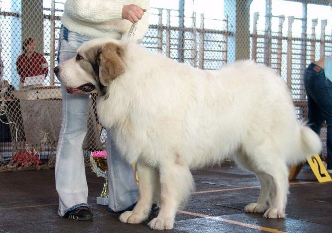 Тибетский мастиф: все о собаке, фото, описание породы, характер, цена