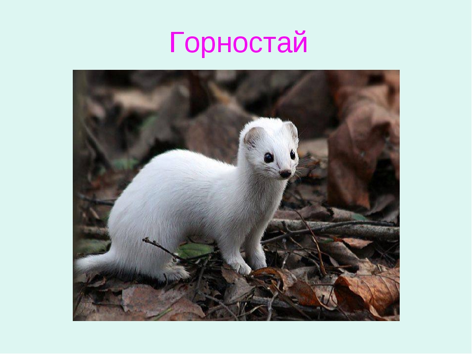 Горностай (mustela erminea)