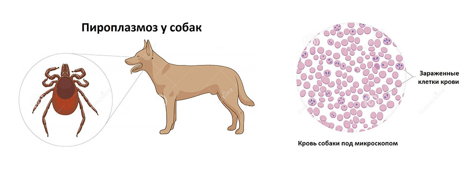 Схема лечения пироплазмоза у собак пиростопом