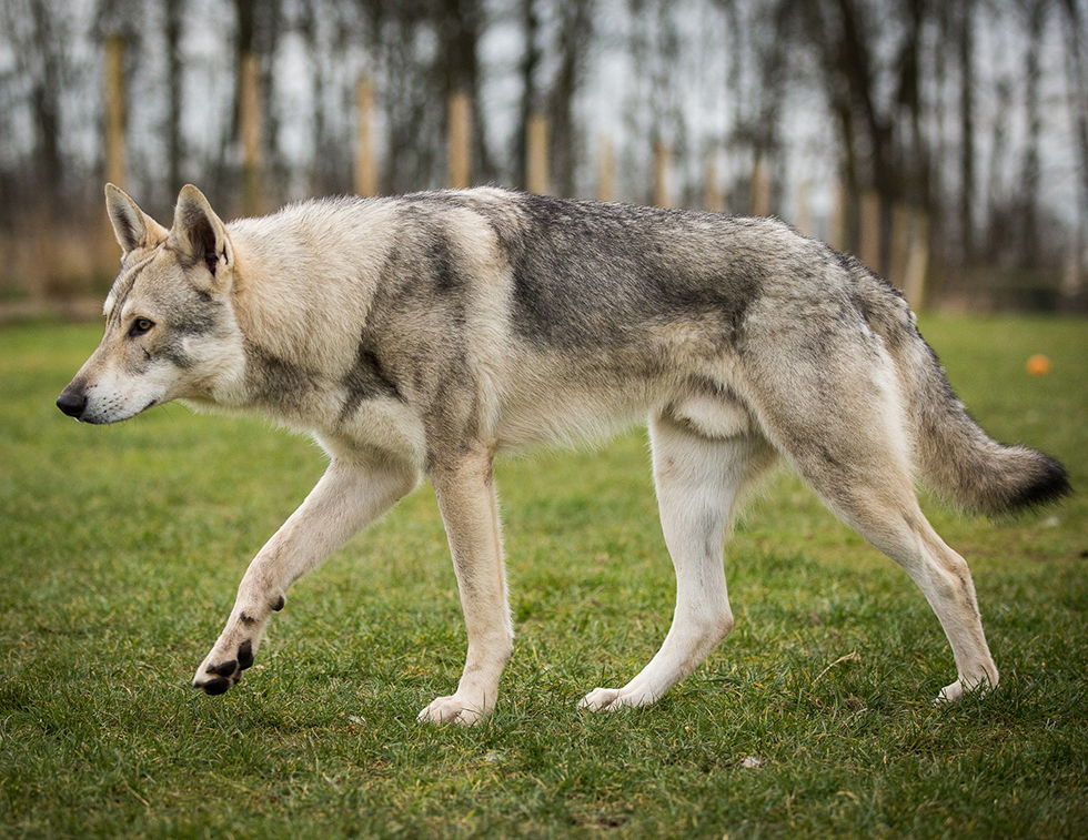 Чехословацкая волчья собака (49 фото): описание чешского волчака, характер породы, правила содержания