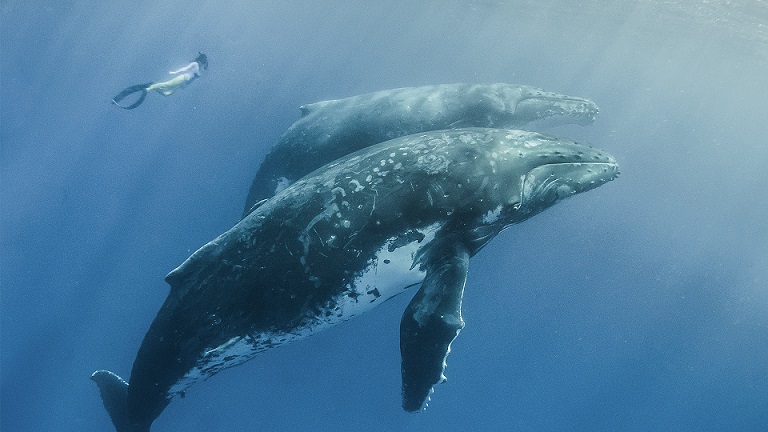 Гренландский (полярный) кит