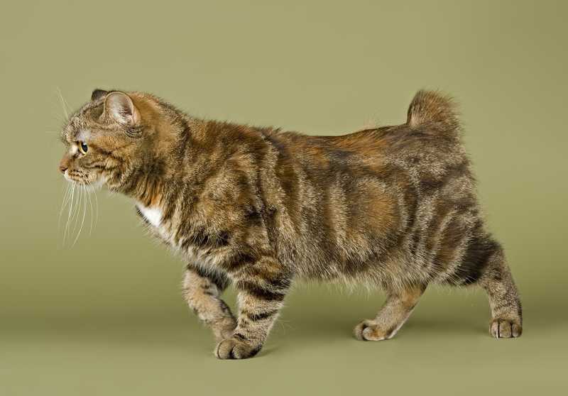 Мэнская кошка (мэнкс): фото, описание породы, характер, отзывы, уход, видео и цена