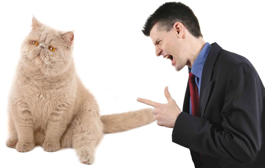 Агрессивный кот: основные причины и решение проблемы
