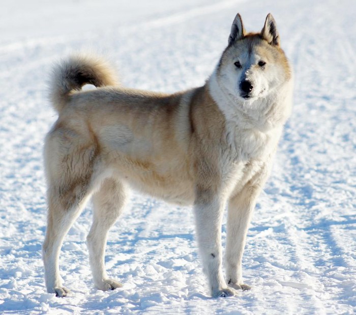 Русско-европейская лайка: все о собаке, фото, описание породы, характер, цена