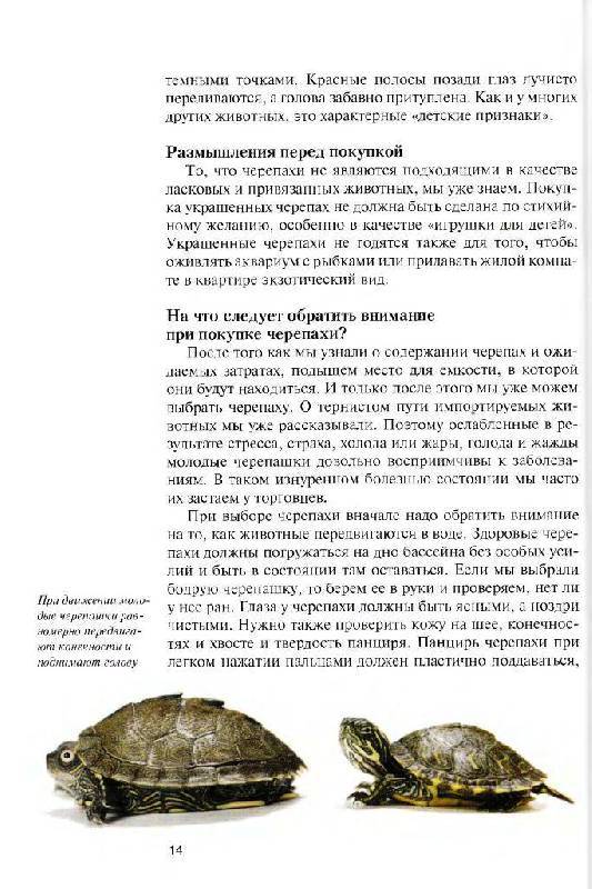 Красноухая черепаха. описание, особенности, уход и цена красноухой черепахи | животный мир