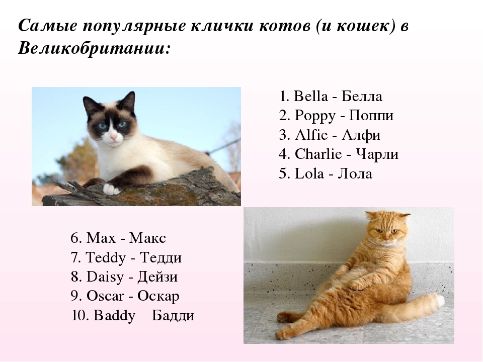 ᐉ клички (имена) кошек и котов на английском языке - getzoofood.ru